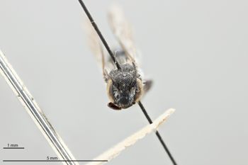 Media type: image;   Entomology 793005 Aspect: head frontal view